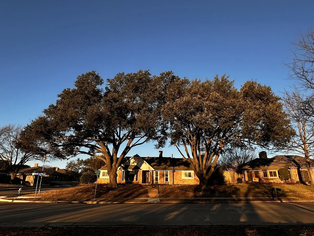Established residential canopy tree shading a home in Tyrone